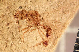 Image of Aphaenogaster mayri Carpenter 1930