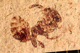 Image of Aphaenogaster mayri Carpenter 1930