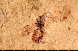 Imagem de Microgaster primordialis Brues 1906
