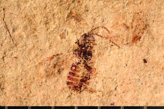 Image of Microgaster primordialis Brues 1906