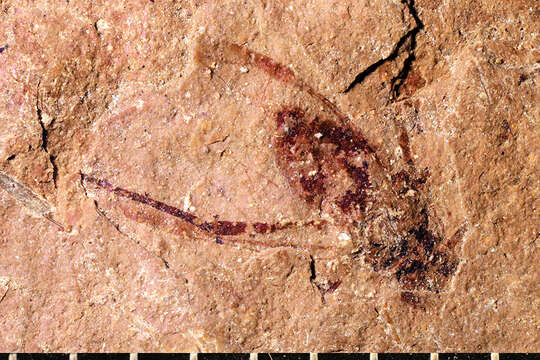 Image of Siphonophoroides pennatus