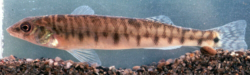 Image of Logperch