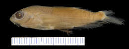 Image of Barbel flyingfish