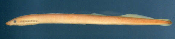 Image of American Brook Lamprey