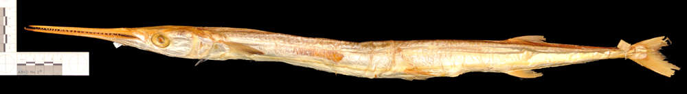 Image of Tylosurus acus acus (Lacepède 1803)