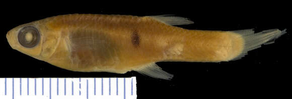 Image of Singlespot Topminnow