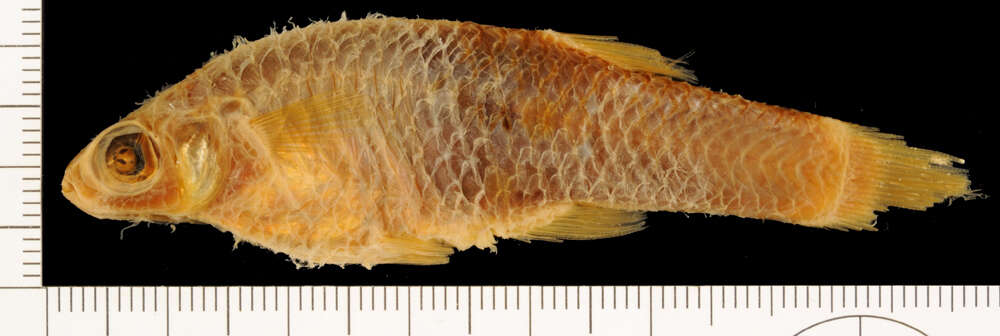 Image of Singlespot Topminnow