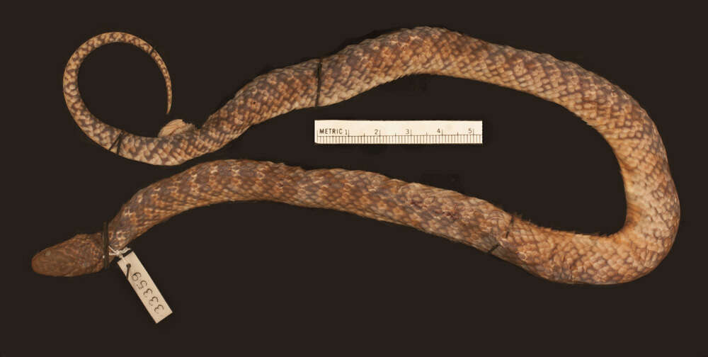 Image of Erythrolamprus cobella (Linnaeus 1758)