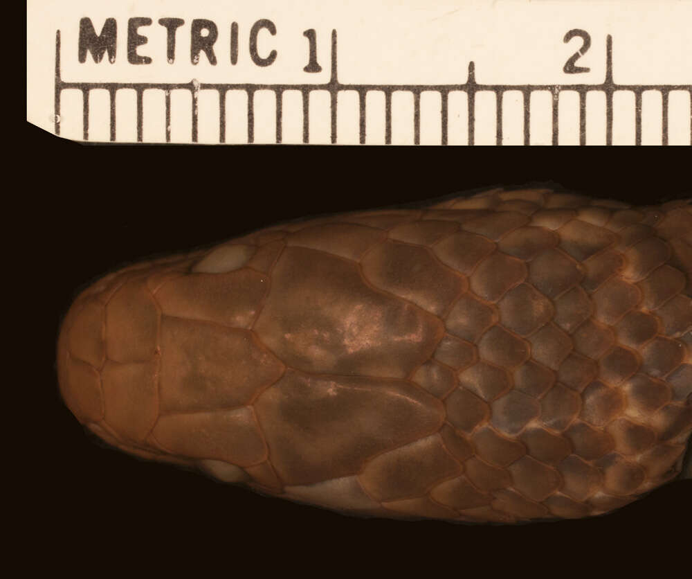 Erythrolamprus cobella (Linnaeus 1758) resmi