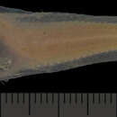 Image of Hartel&#39;s dwarf snailfish
