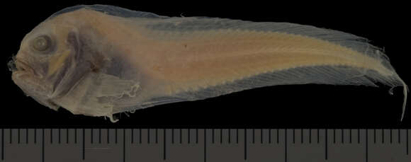 Image of Hartel&#39;s dwarf snailfish