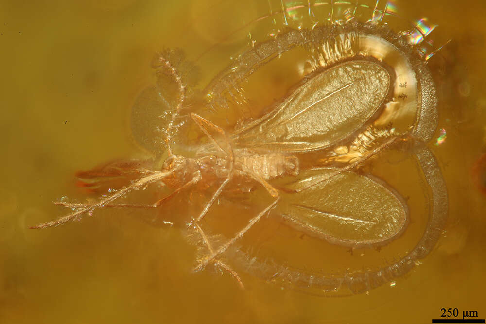 Image of gall midges and wood midges