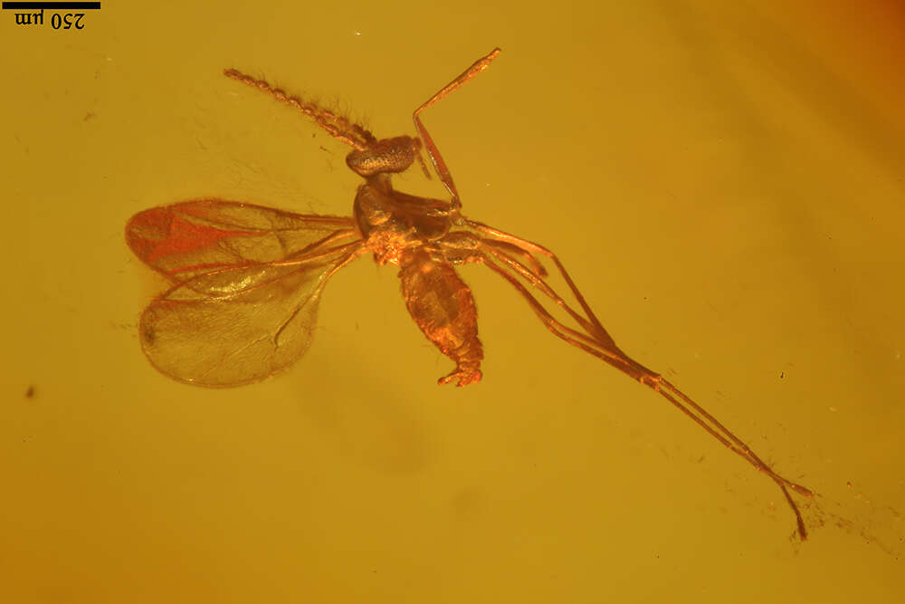 Image of gall midges and wood midges