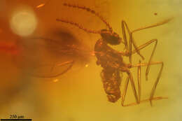 Image of gall midges and wood midges