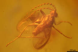 Image of gall midges and wood midges