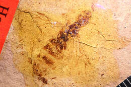 Image of Miomyrmex impactus (Cockerell 1927)