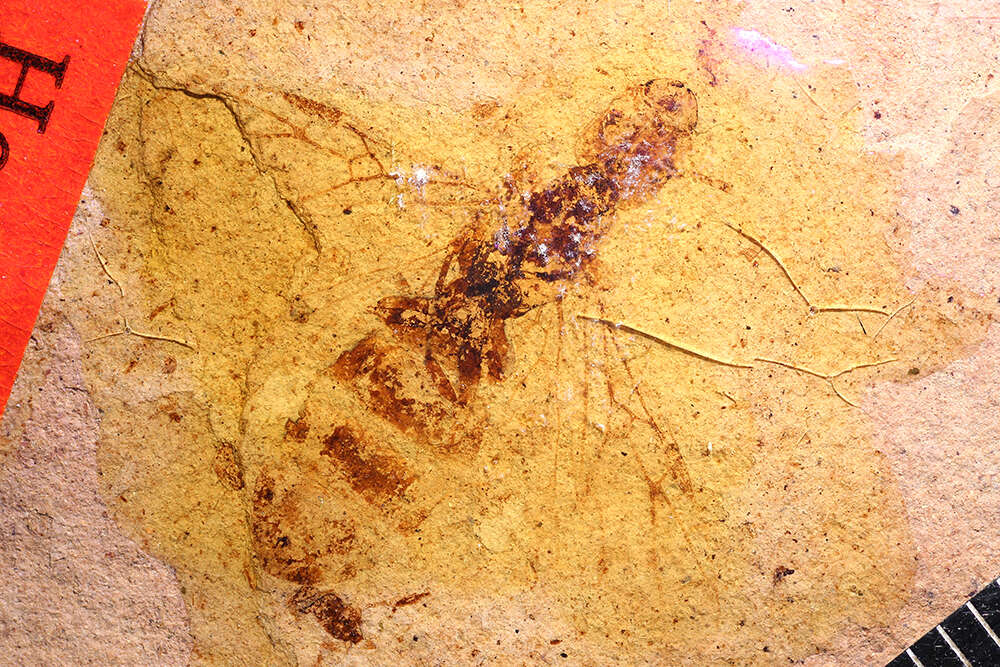 Image of Miomyrmex impactus (Cockerell 1927)