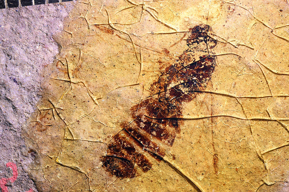 Image of Miomyrmex impactus (Cockerell 1927)