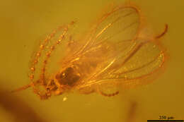 Image of gall midges and wood midges