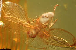 Image of moth flies and sand flies