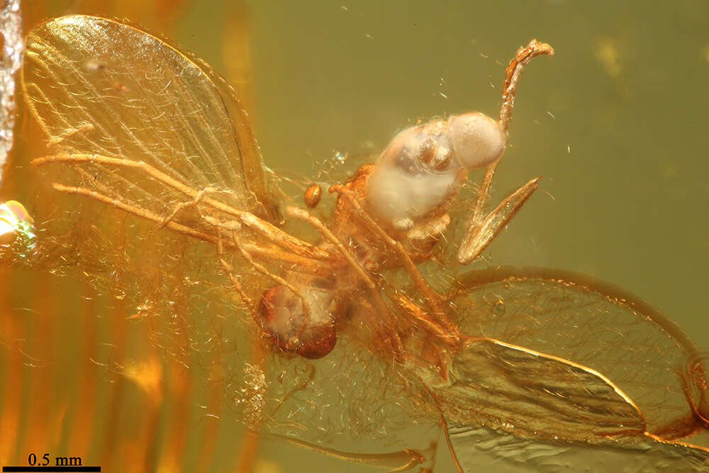 Image of moth flies and sand flies