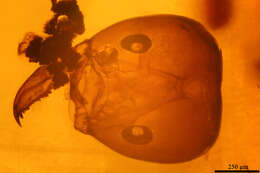 Image de Pseudomyrmex succinus Ward 1992