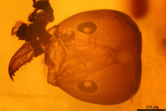 Image of Pseudomyrmex succinus Ward 1992