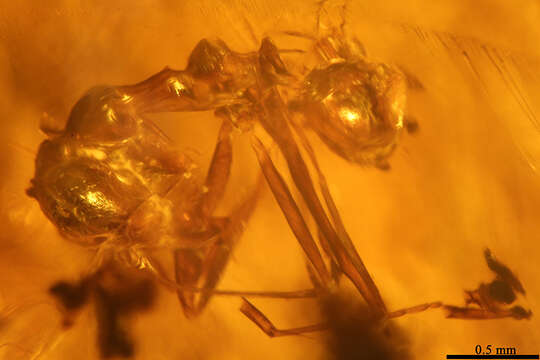 Image of Pseudomyrmex succinus Ward 1992