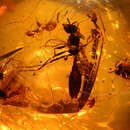 Image of Pseudomyrmex avitus Ward 1992