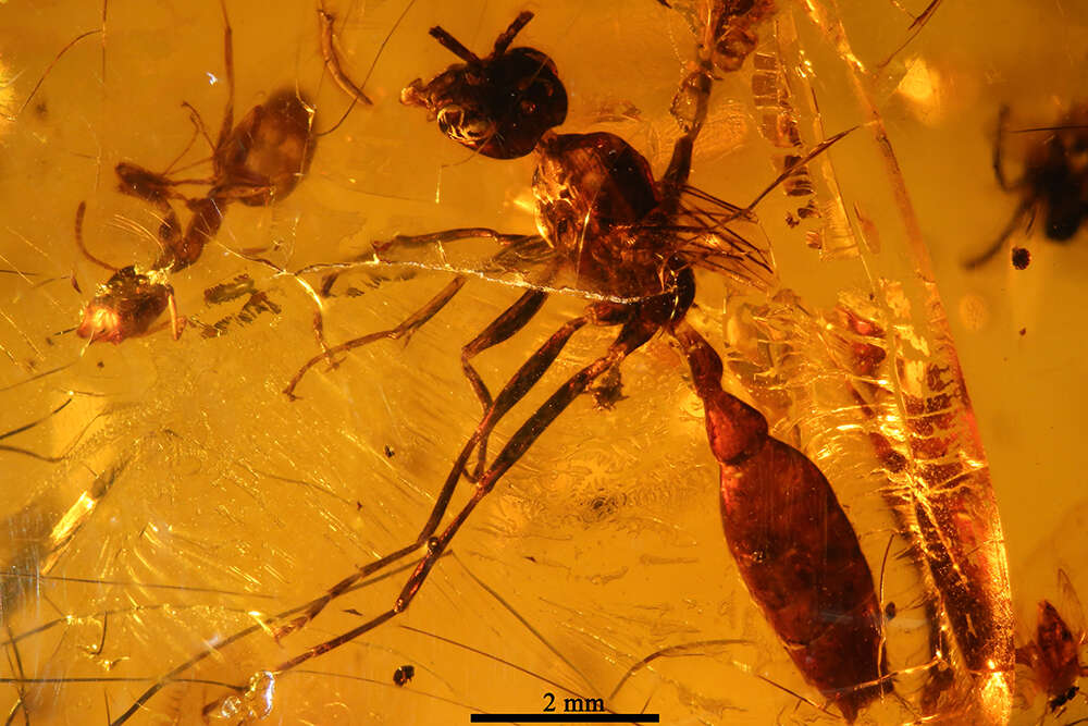 Image of Pseudomyrmex avitus Ward 1992