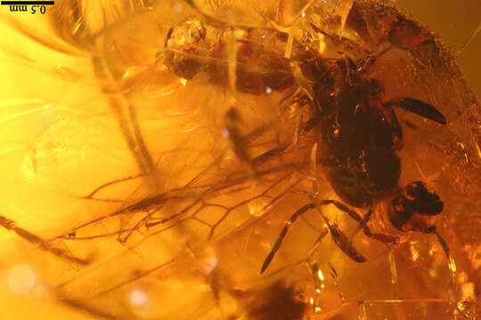 Image of Pseudomyrmex avitus Ward 1992