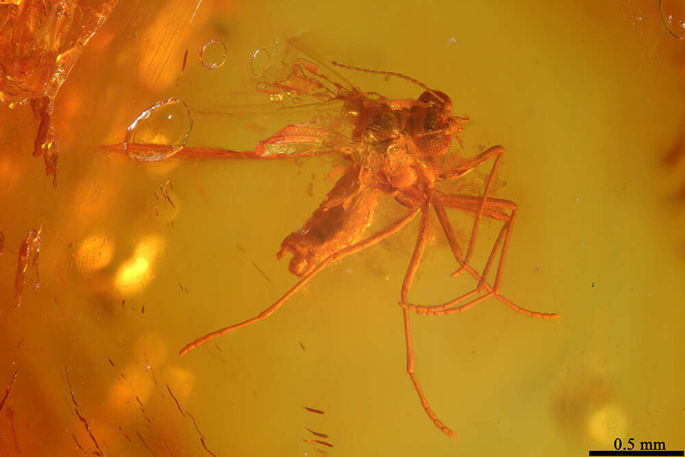 Image of moth flies and sand flies