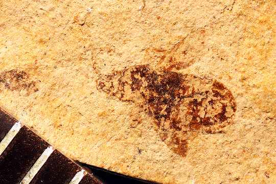 Image of Linnaea