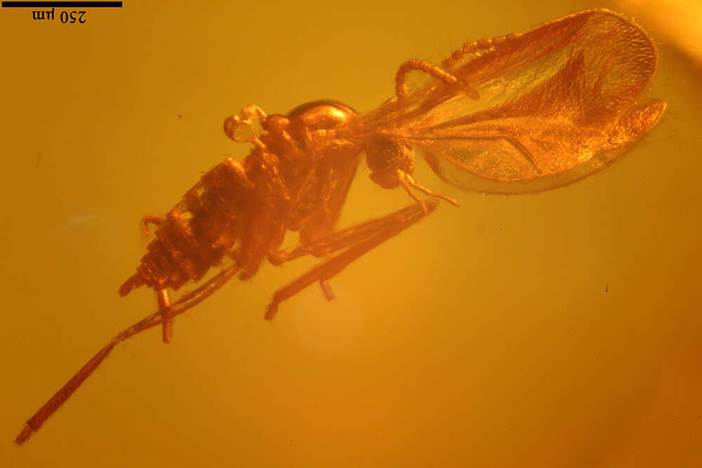 Image of gall midges and wood midges