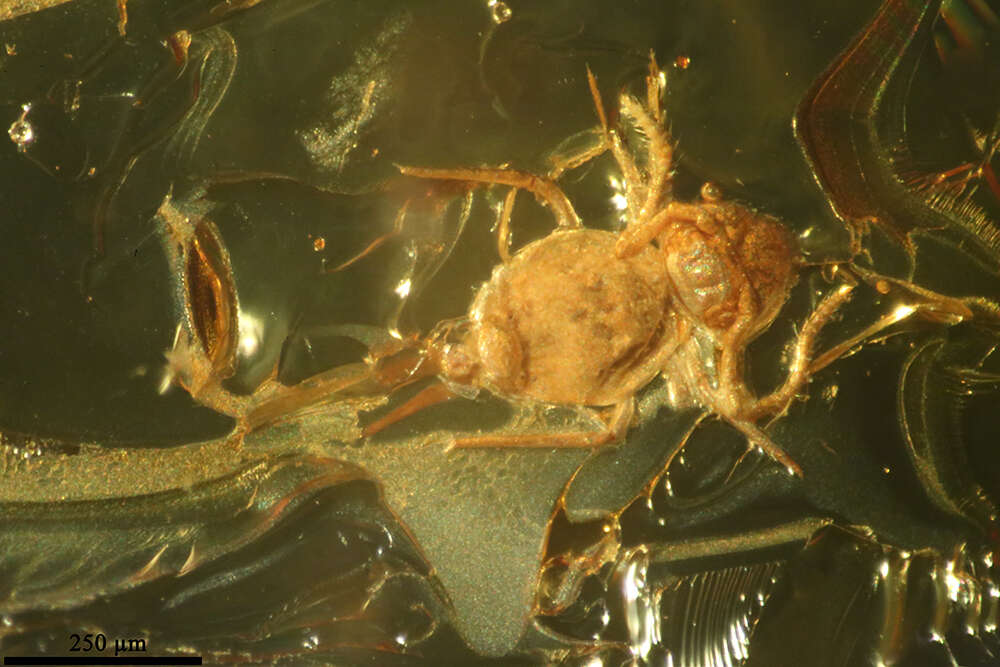 Image of springtails