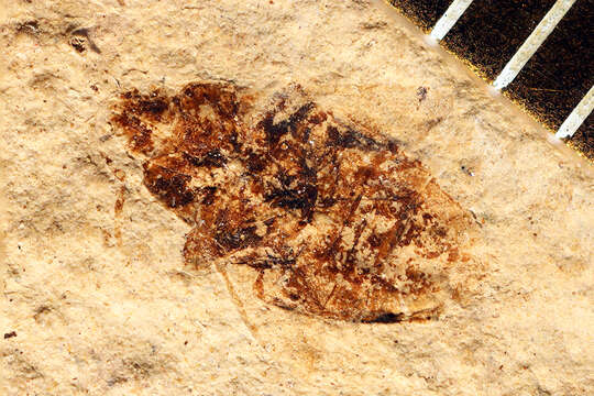 Image of Coptochromus