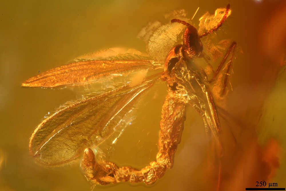 Image of gall midges and wood midges