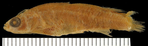 Image of Brown rivulus