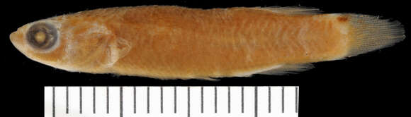 Image of Brown rivulus