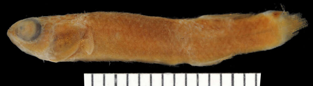 Image of Brown rivulus