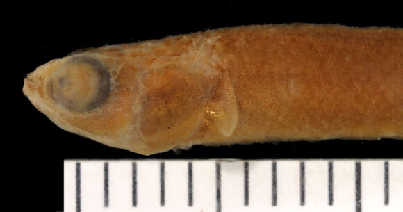 Image of Brown rivulus