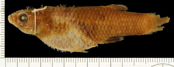 Image of Creole Topminnow