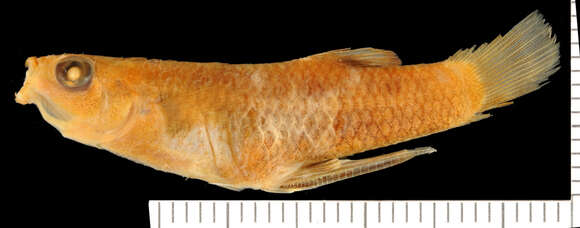 Image of Creole Topminnow