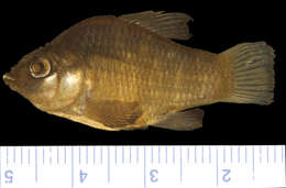 Cyprinodon riverendi (Poey 1860)的圖片