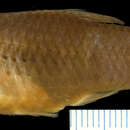 Image of Banded limia