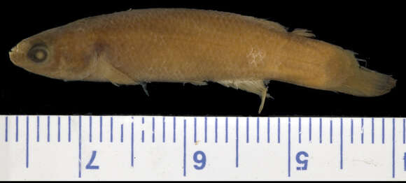 Image of Brown rivulus