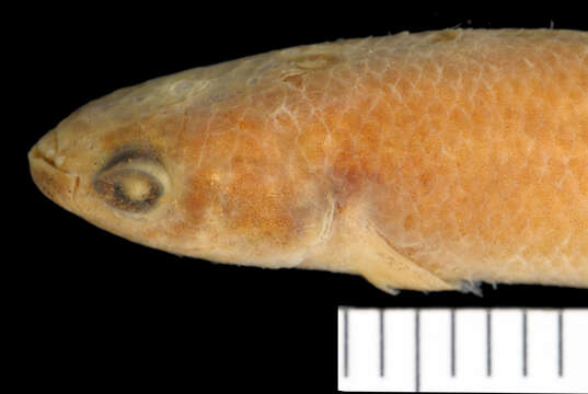 Image of Brown rivulus