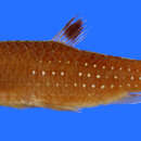 Image of Red spotted characin