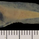 Image of Gelatinous dwarf snailfish