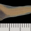 Image of Multipore dwarf snailfish